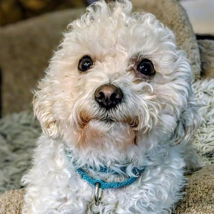 Abby, an adoptable Maltipoo, Poodle (Toy) in Portland, OR, 97213 | Photo Image 3
