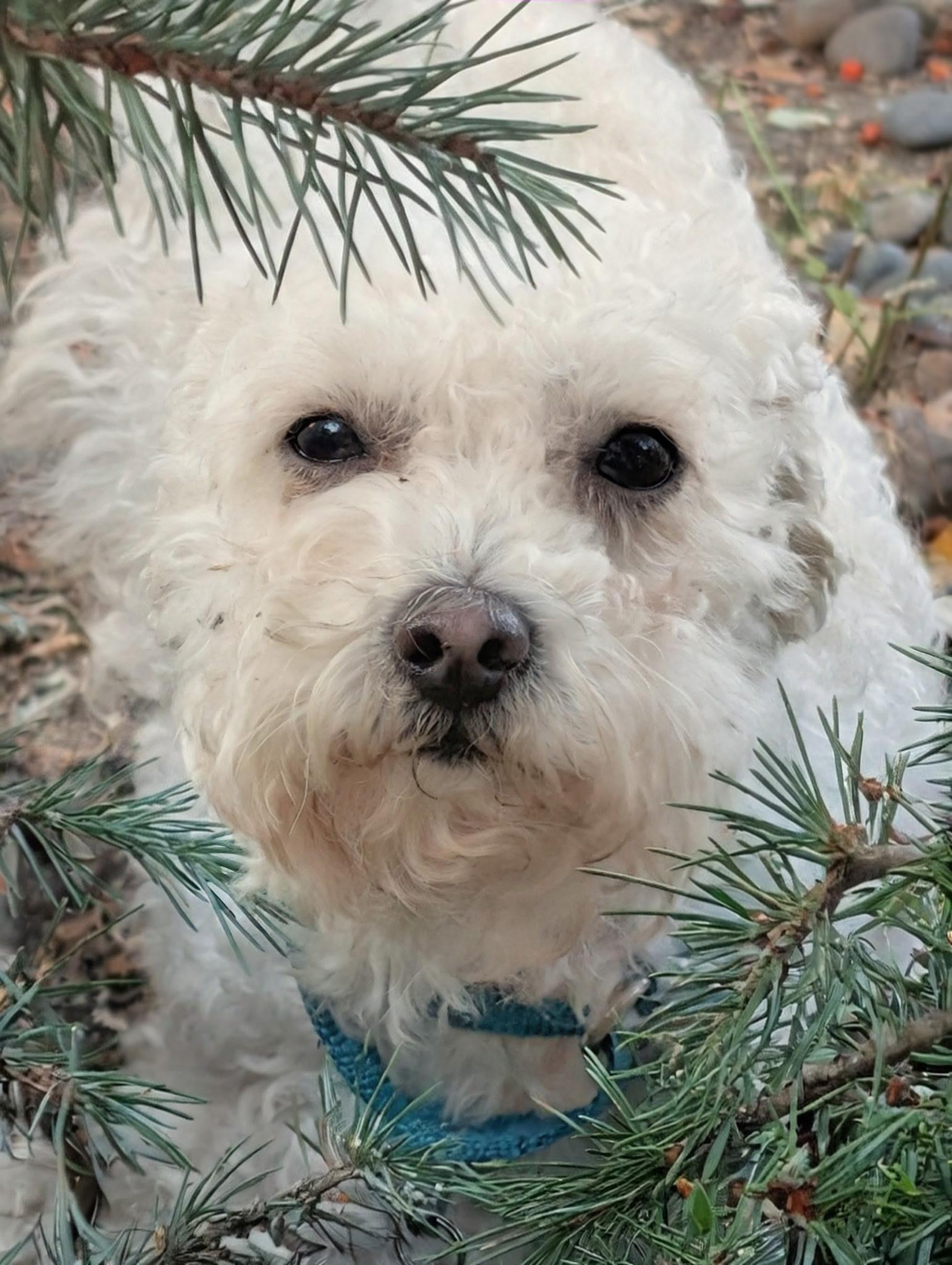Abby, an adoptable Maltipoo, Poodle (Toy) in Portland, OR, 97213 | Photo Image 3