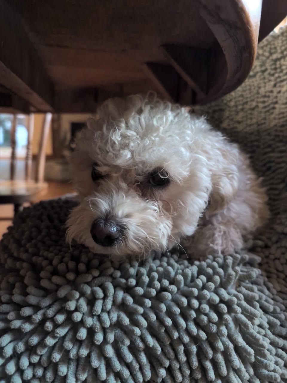 Abby, an adoptable Maltipoo, Poodle (Toy) in Portland, OR, 97213 | Photo Image 5