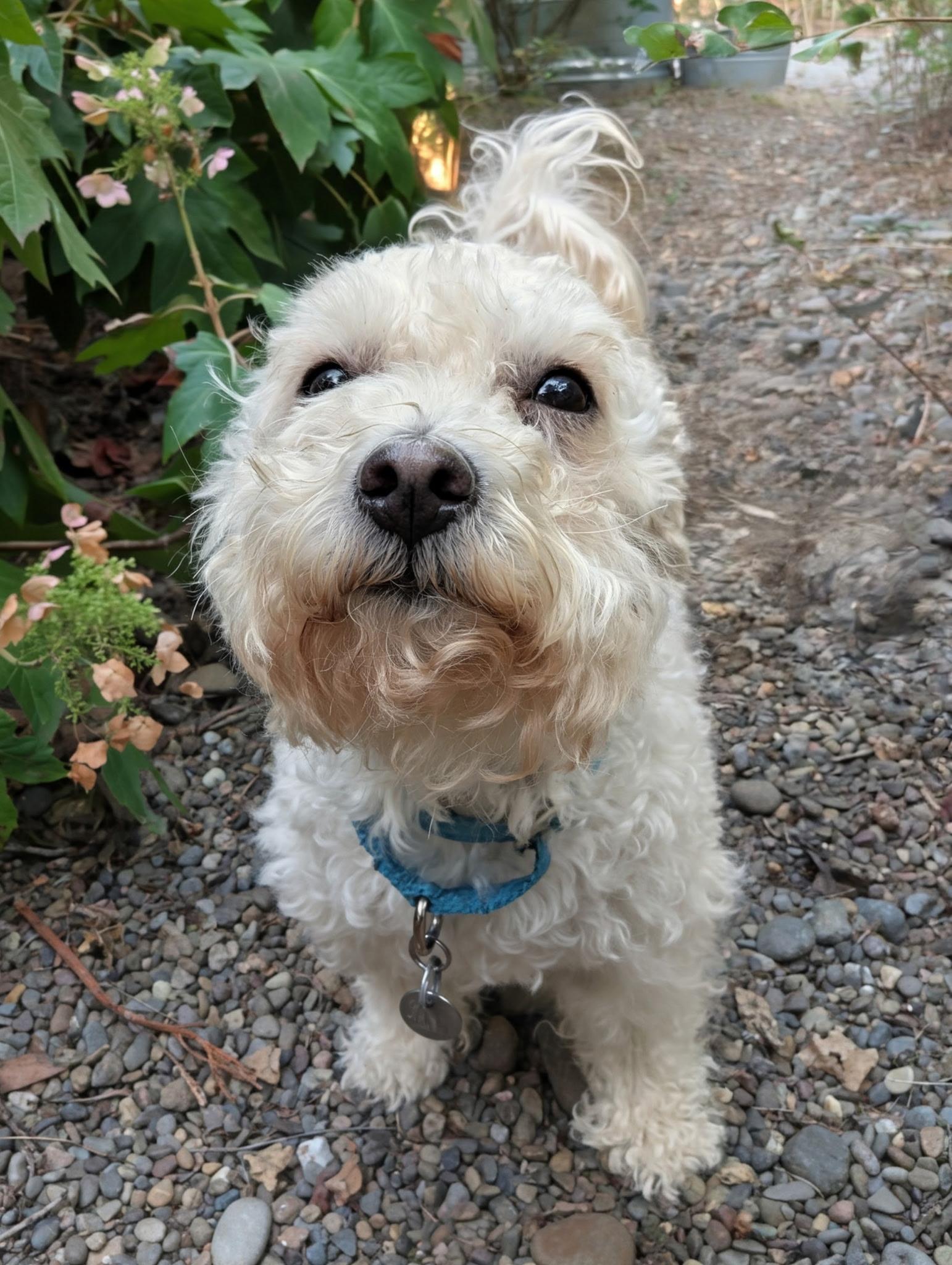 Abby, an adoptable Maltipoo, Poodle (Toy) in Portland, OR, 97213 | Photo Image 4