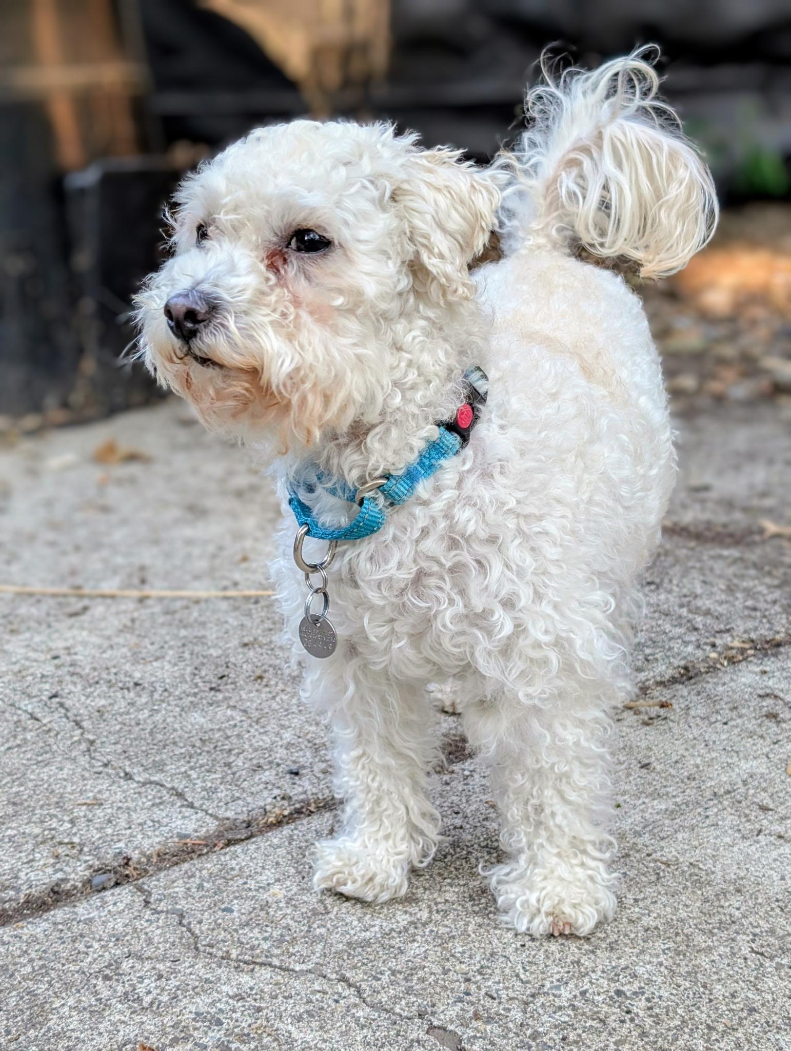 Abby, a Adoptable mixed breed in Portland, OR image 1/6