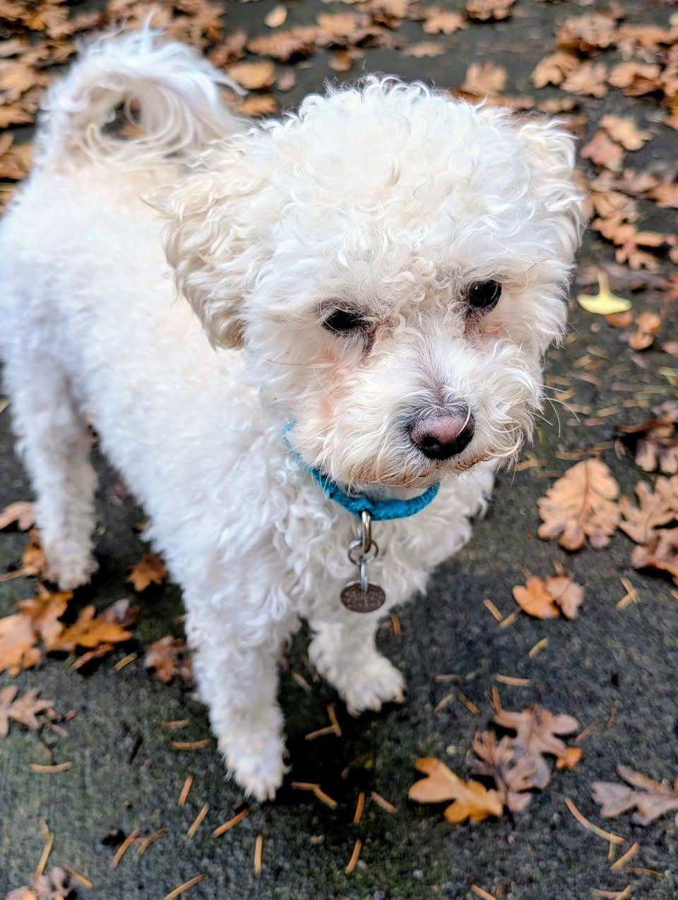 Abby, a Adoptable mixed breed in Portland, OR image 4/6