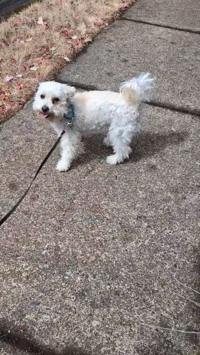 Enlarge Abby, a Adoptable mixed breed in Portland, OR video 2/6