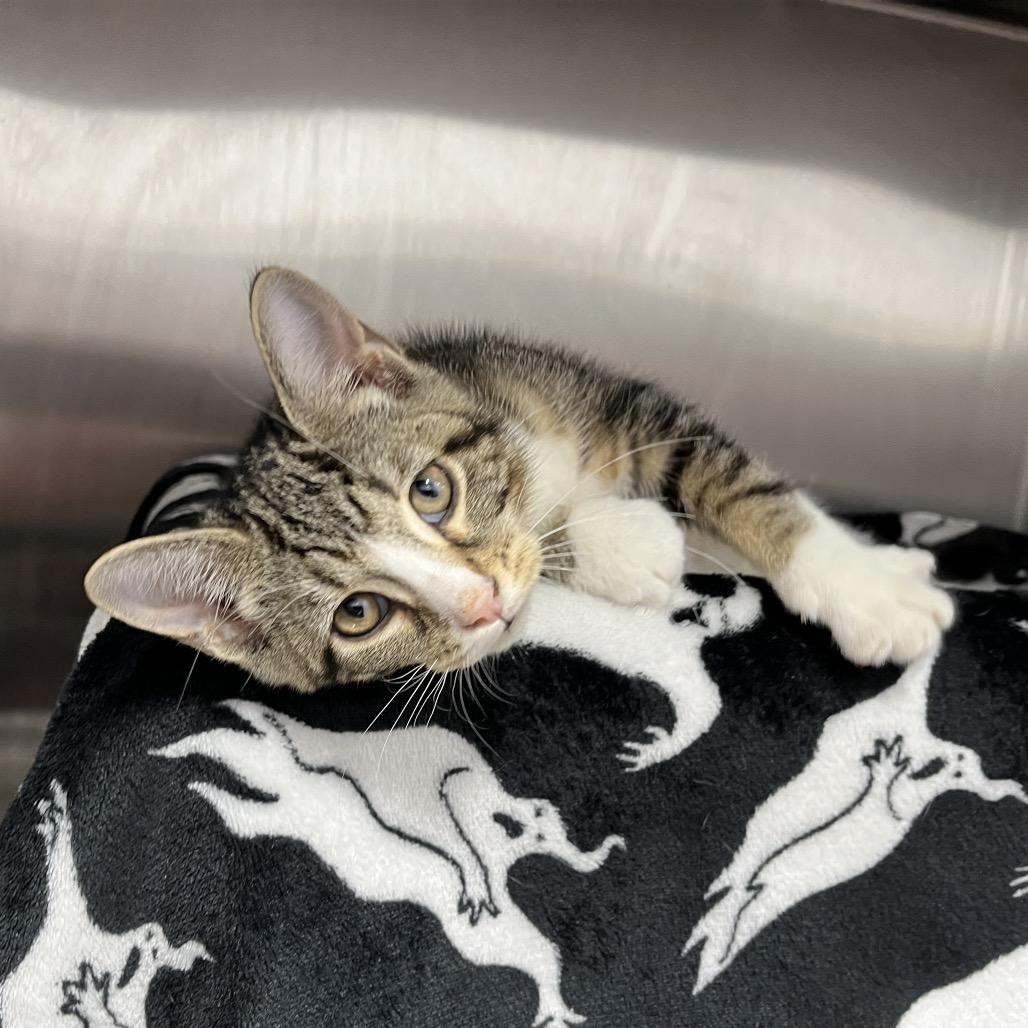 Lola Rabbit, Adoptable, Kitten Female Domestic Short Hair.