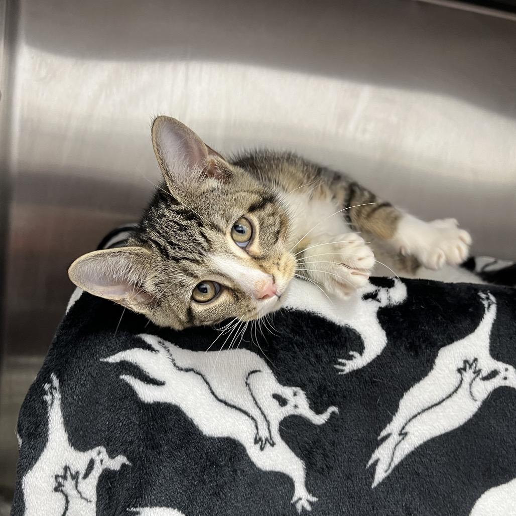 Lola Rabbit, a Adoptable Domestic Short Hair in Fort Wayne, IN image 2/3
