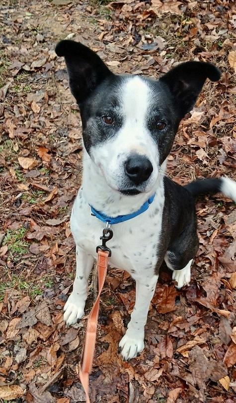 TUFF, ADOPTABLE, Adult Male Mixed Breed.