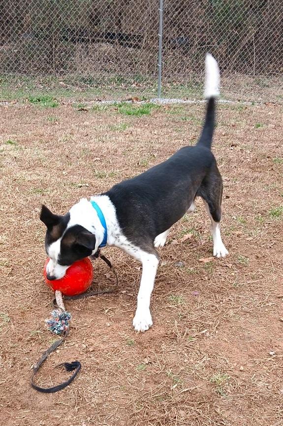 Enlarge TUFF, a ADOPTABLE Mixed Breed in Pegram, TN image 3/6