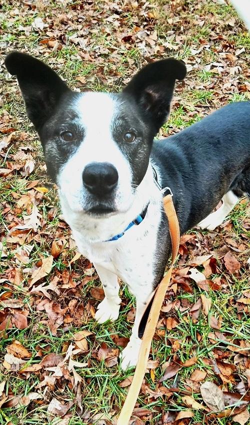 Enlarge TUFF, a ADOPTABLE Mixed Breed in Pegram, TN image 3/3