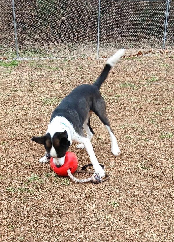 Enlarge TUFF, a ADOPTABLE Mixed Breed in Pegram, TN image 5/6