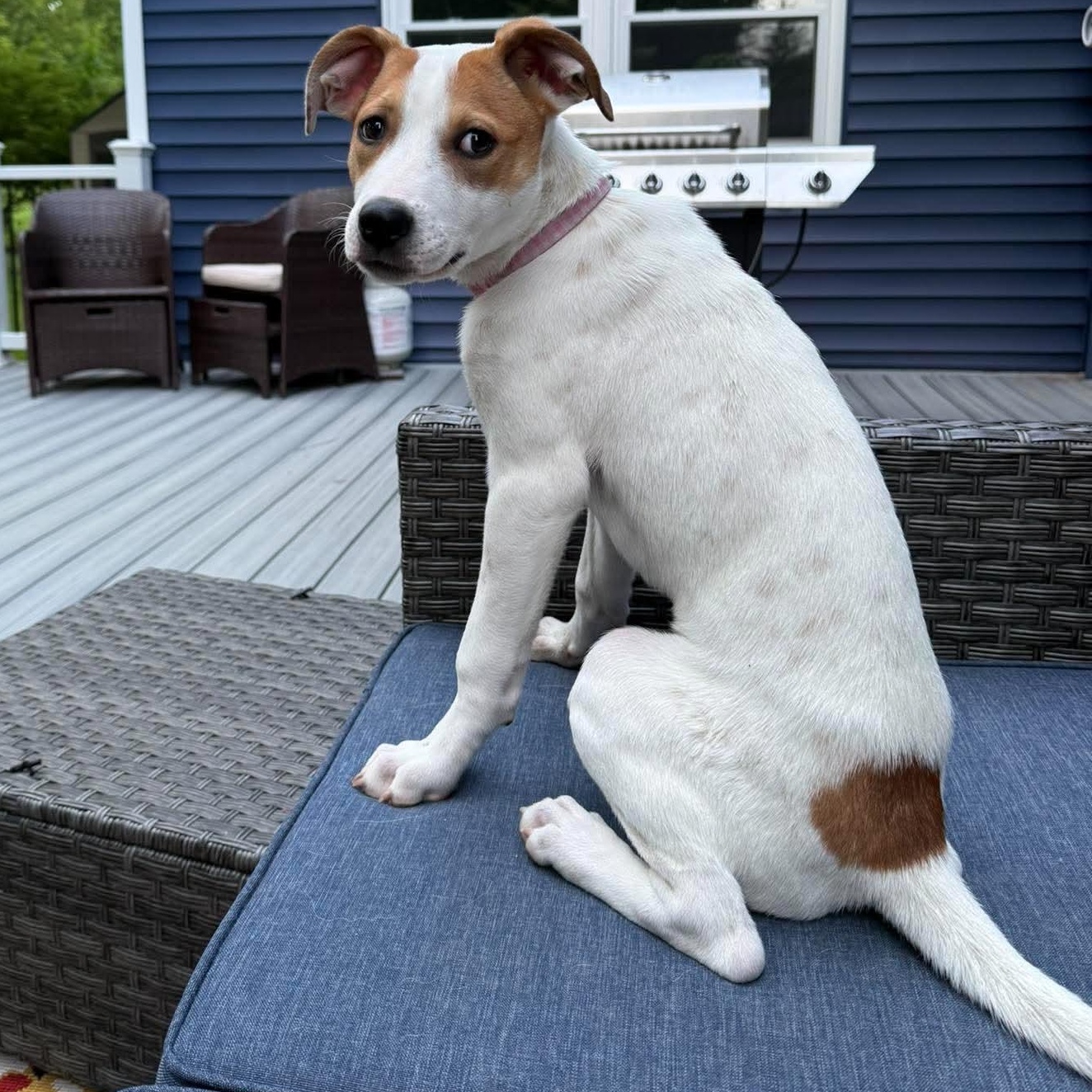 Jellybean, an adoptable mixed breed in Penfield, NY image 6/6