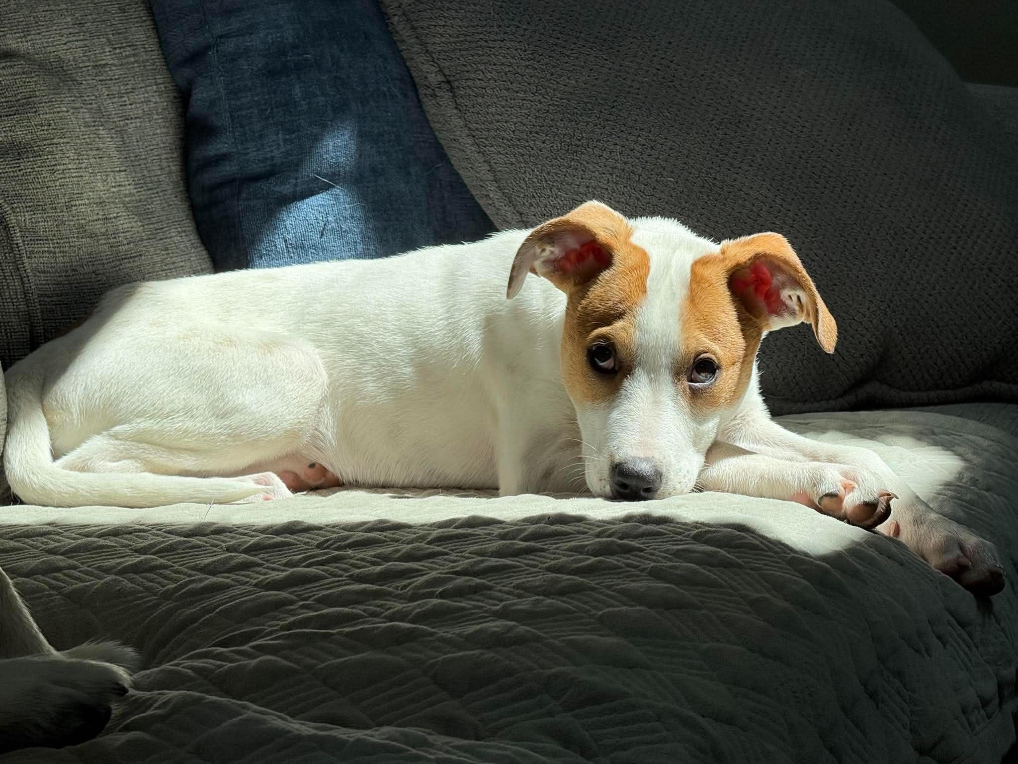 Enlarge Jellybean, a ADOPTABLE mixed breed in Penfield, NY image 6/6