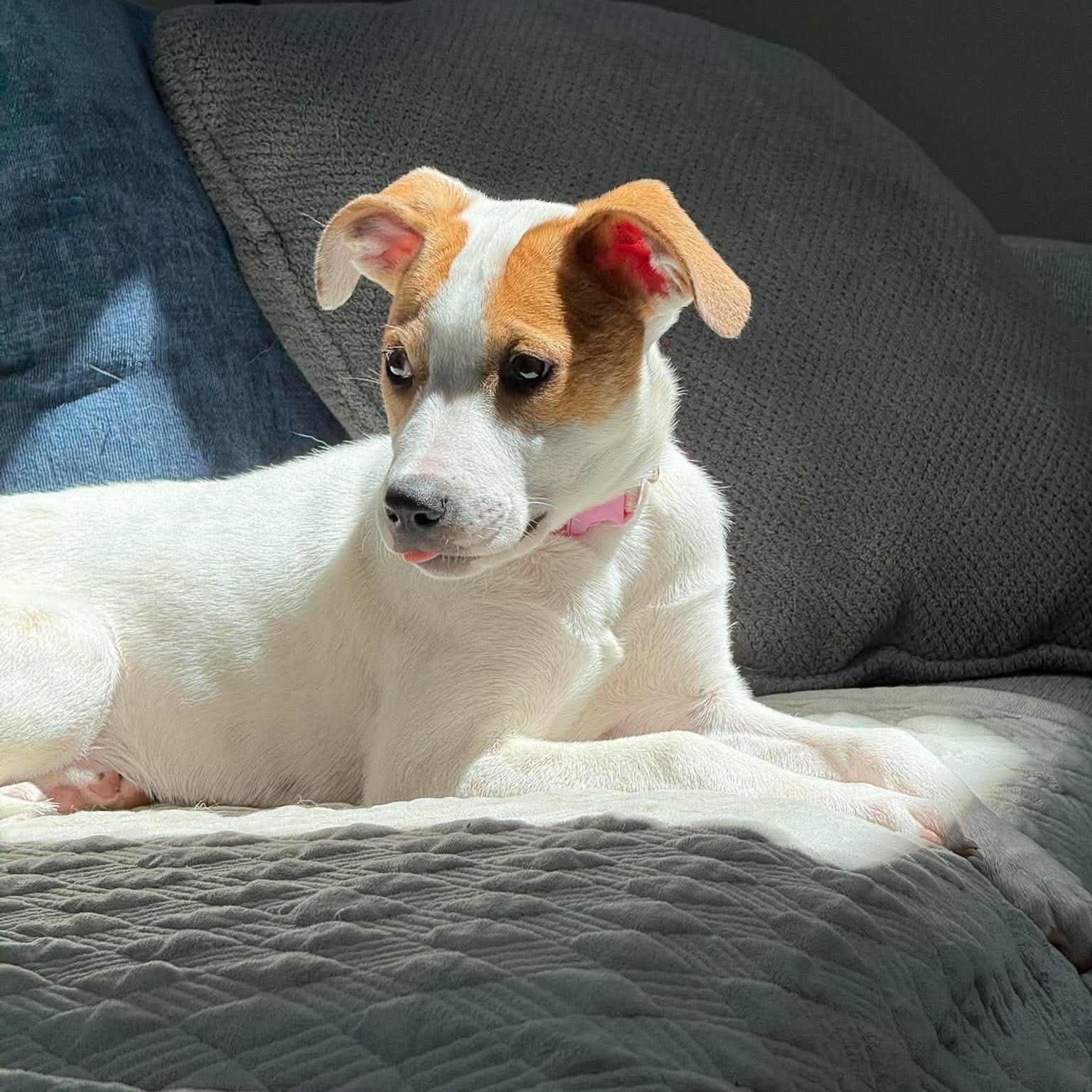 Enlarge Jellybean, a ADOPTABLE mixed breed in Penfield, NY image 5/6