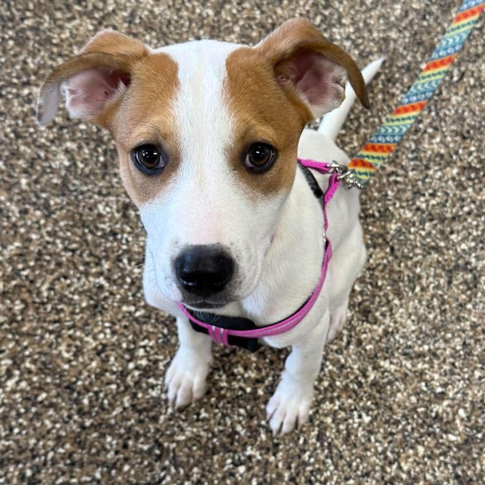Jellybean, ADOPTABLE, Young Female Mixed Breed.