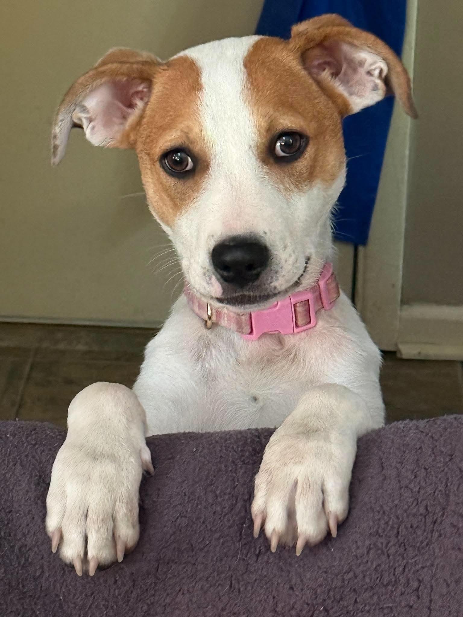 Jellybean, an adoptable mixed breed in Penfield, NY image 1/6