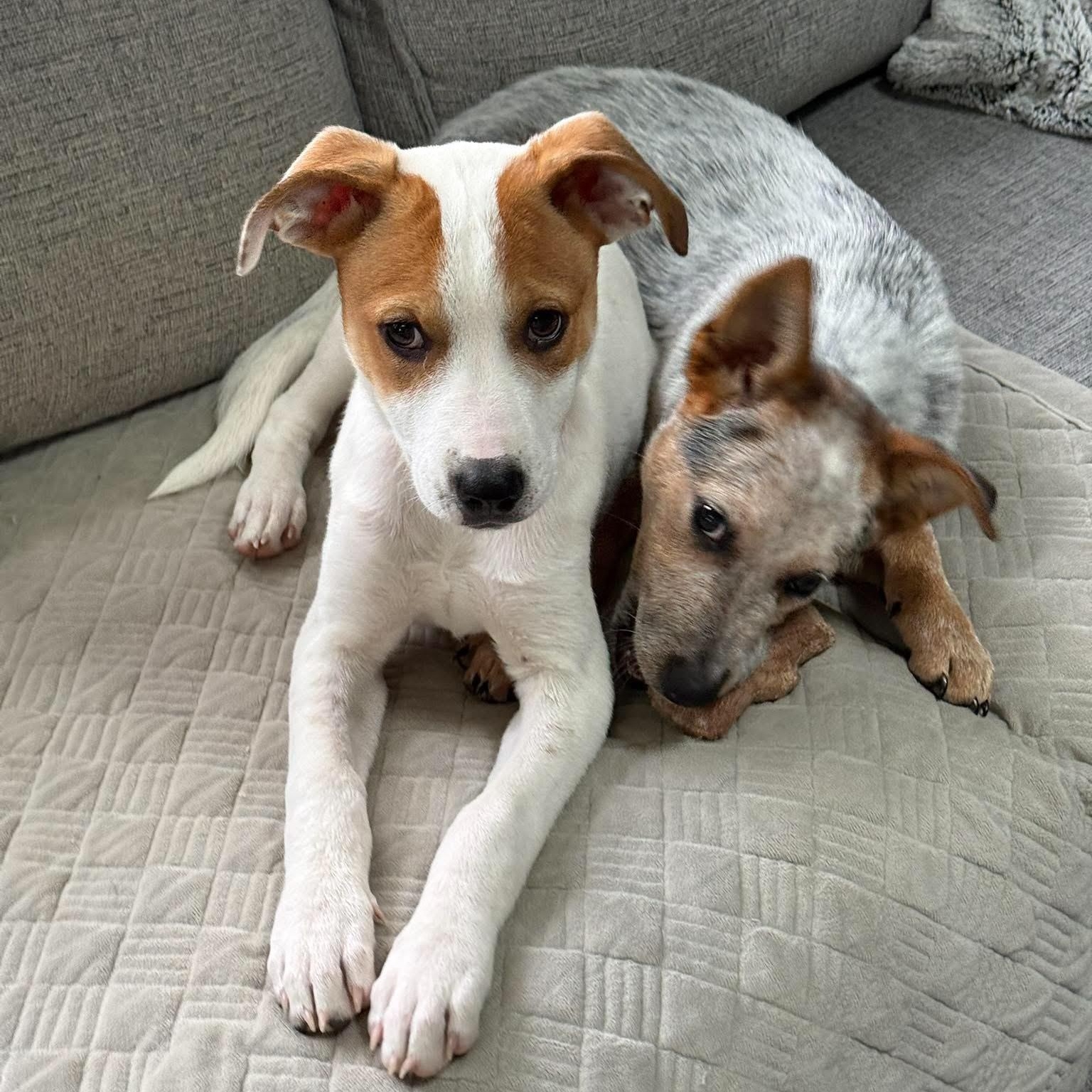 Enlarge Jellybean, a ADOPTABLE mixed breed in Penfield, NY image 3/6