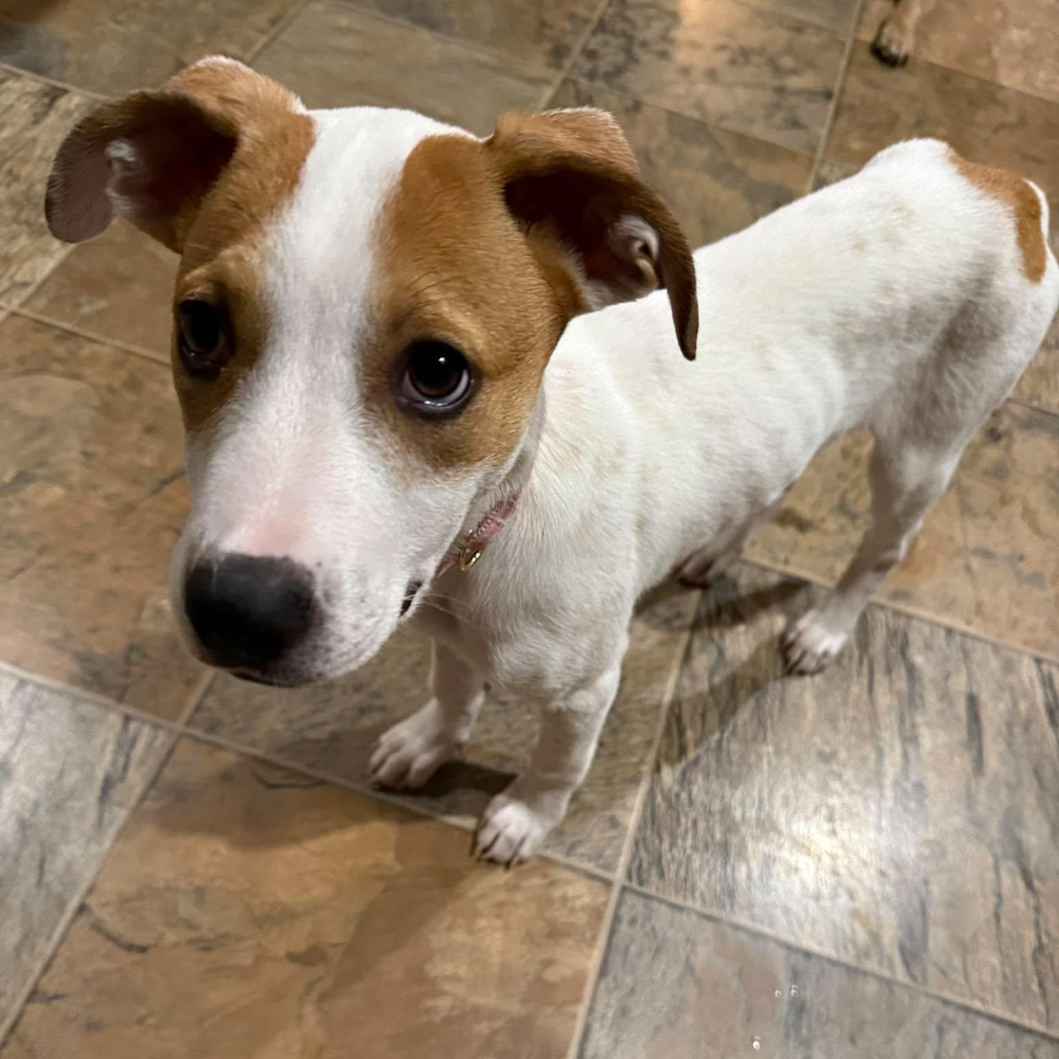 Enlarge Jellybean, a ADOPTABLE mixed breed in Penfield, NY image 2/6