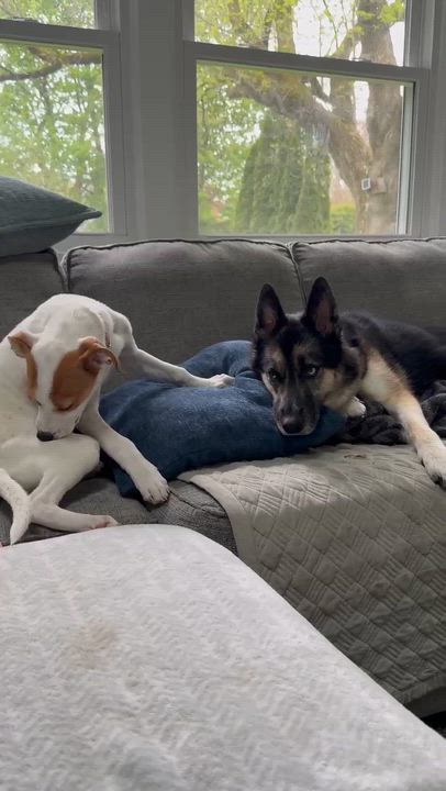Enlarge Jellybean, a ADOPTABLE mixed breed in Penfield, NY video 4/6