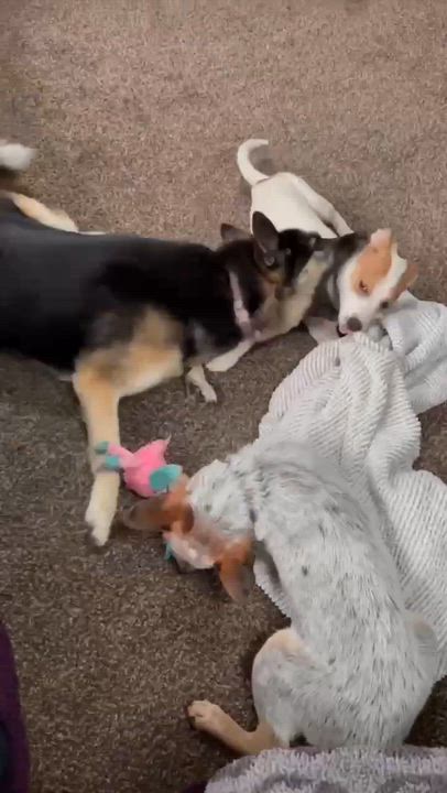 Enlarge Jellybean, an adoptable mixed breed in Penfield, NY video 5/6