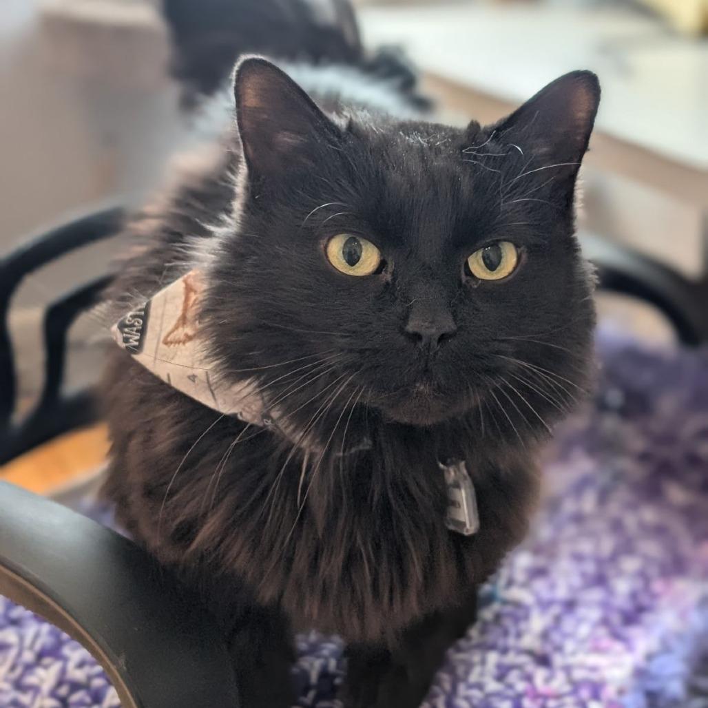 Enlarge Lumen, a Adoptable Domestic Long Hair in Evansville, IN image 1/6