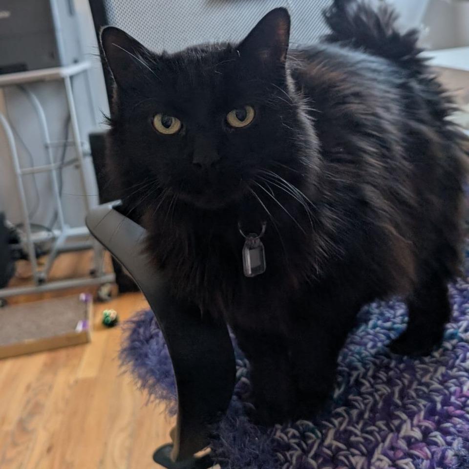 Enlarge Lumen, a Adoptable Domestic Long Hair in Evansville, IN image 2/6