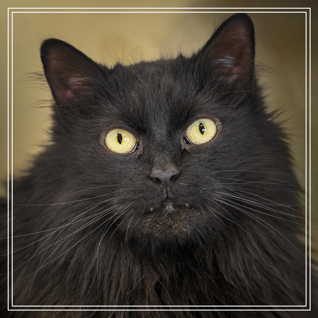 Enlarge Lumen, a Adoptable Domestic Long Hair in Evansville, IN image 3/6