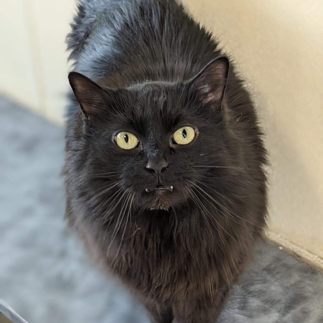 Enlarge Lumen, a Adoptable Domestic Long Hair in Evansville, IN image 4/6