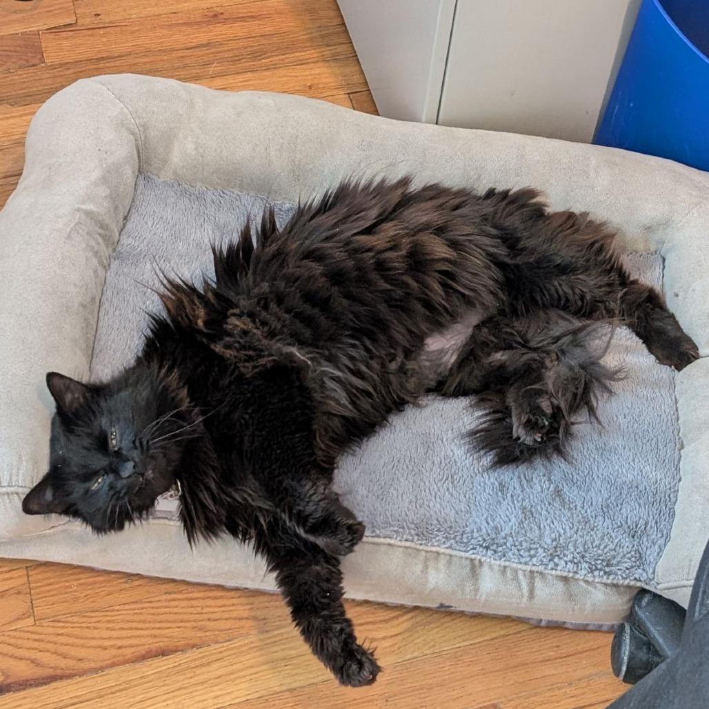 Enlarge Lumen, a Adoptable Domestic Long Hair in Evansville, IN image 5/6