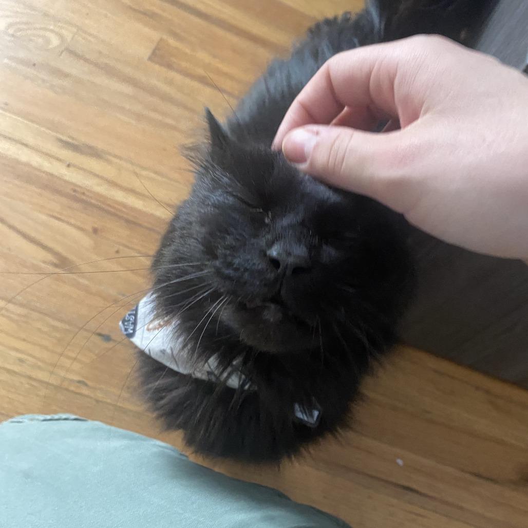 Enlarge Lumen, a Adoptable Domestic Long Hair in Evansville, IN image 6/6