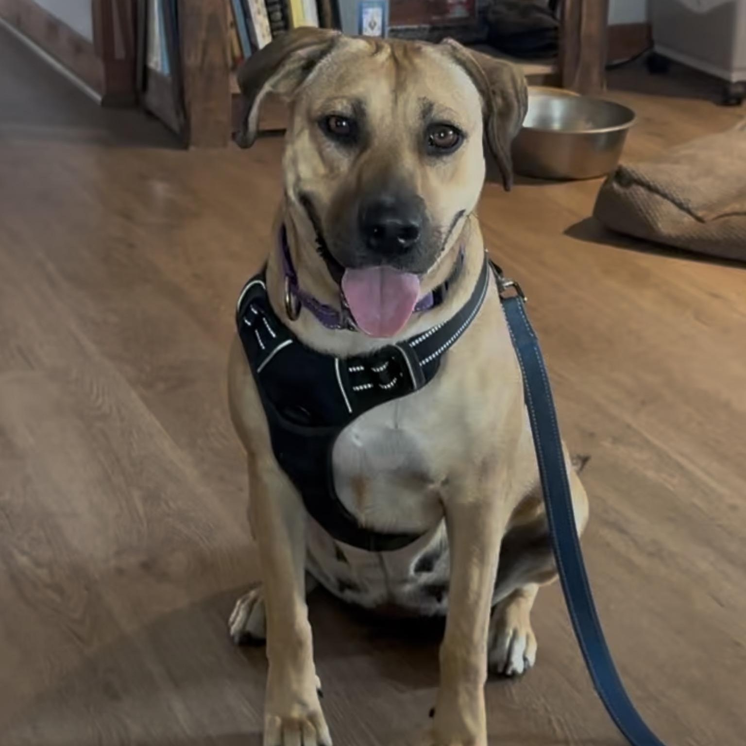 Hazel, Adoptable, Young Female Black Mouth Cur.