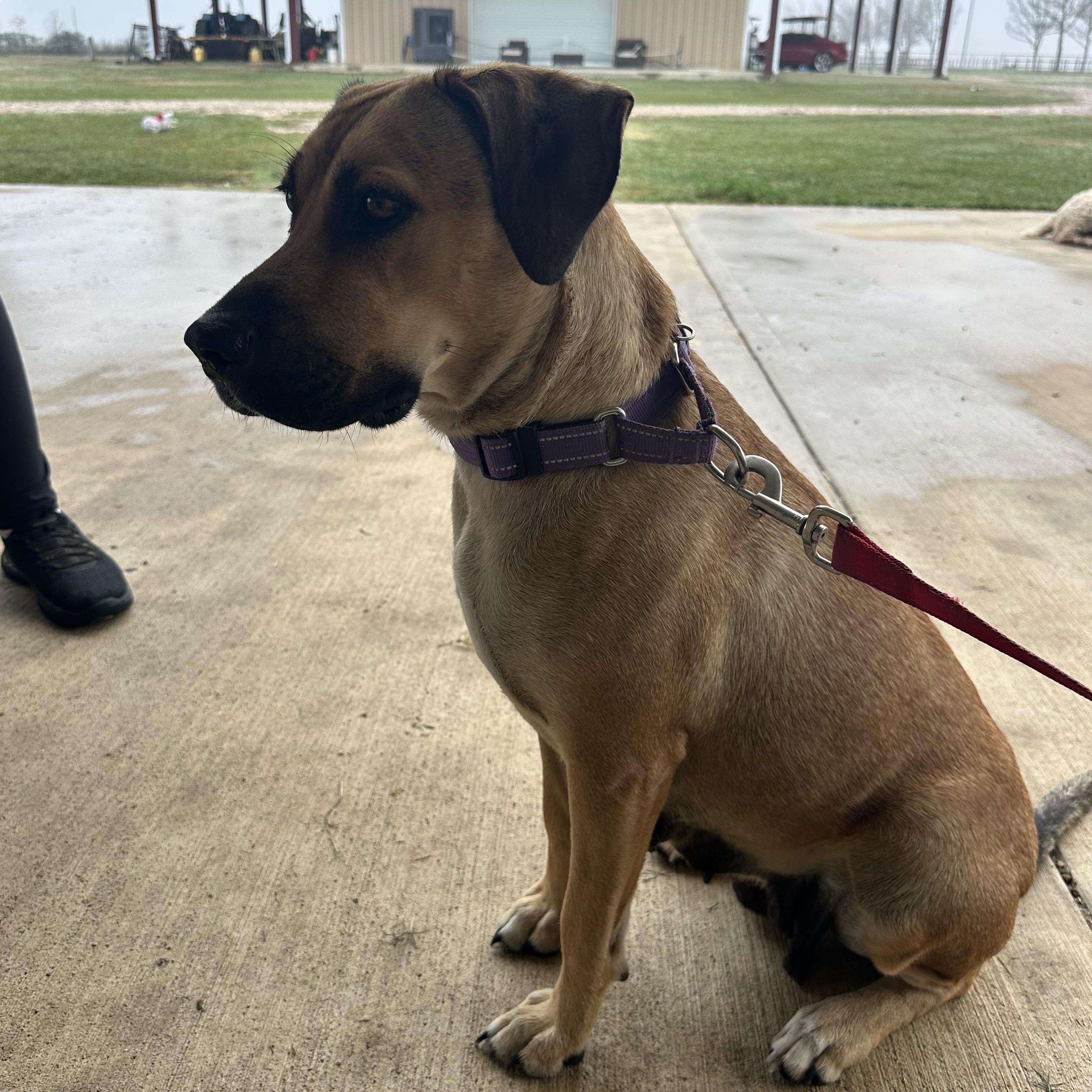 Enlarge Hazel, a Adoptable mixed breed in Grand Prairie, TX image 3/6
