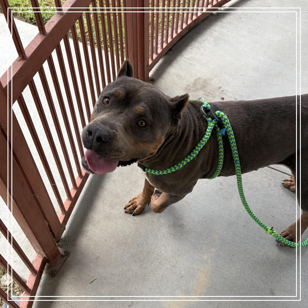KOVA, Adoptable, Adult Female Cane Corso.