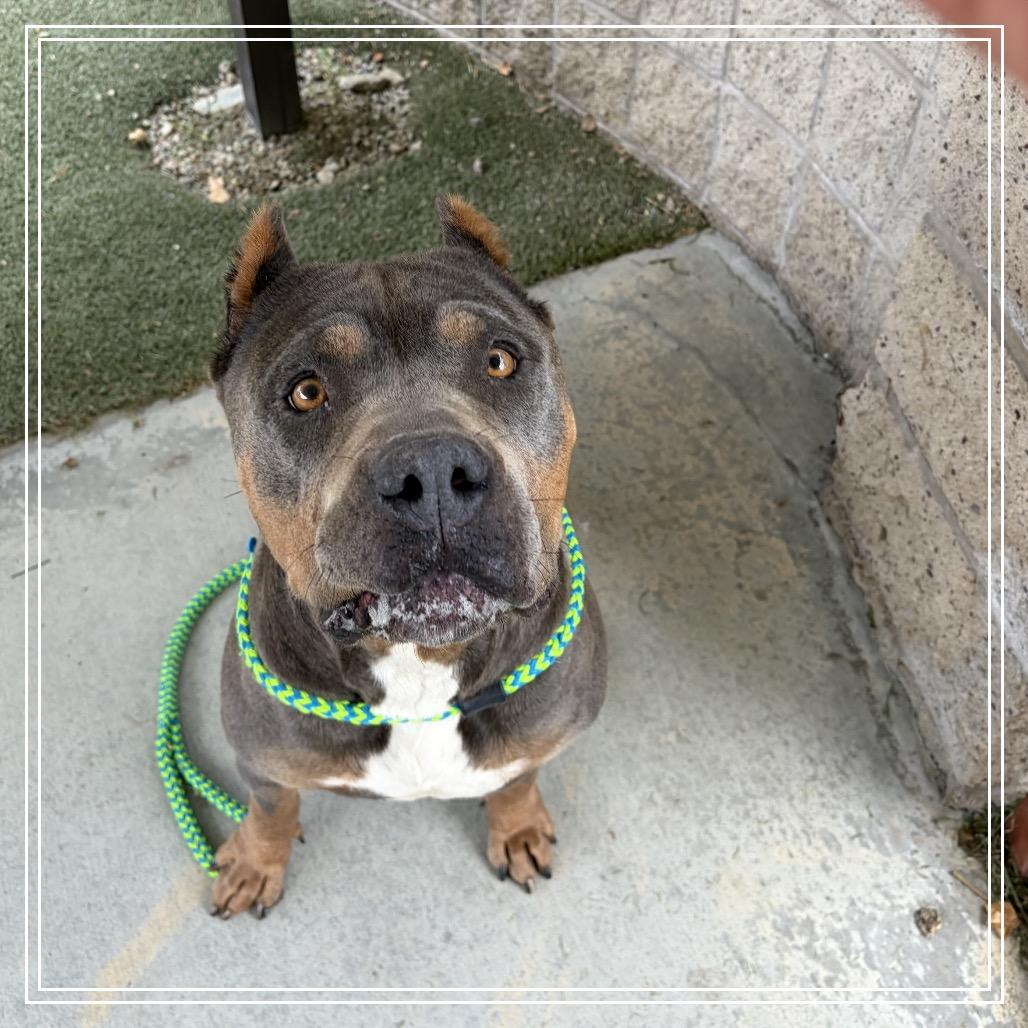 Enlarge KOVA, a Adoptable Cane Corso in Upland, CA image 2/6