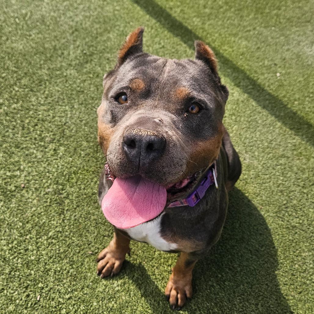 Enlarge KOVA, a Adoptable Cane Corso in Upland, CA image 3/6