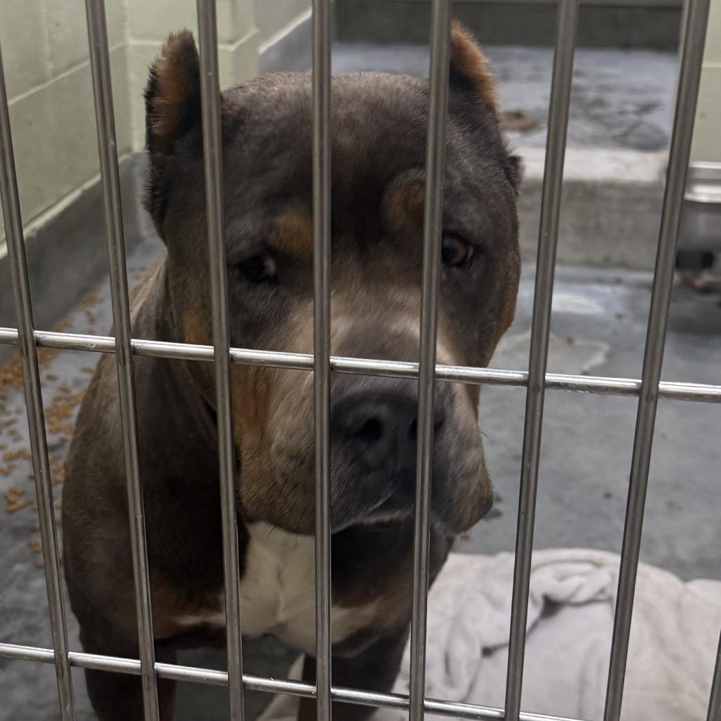 Enlarge KOVA, a Adoptable Cane Corso in Upland, CA image 4/6