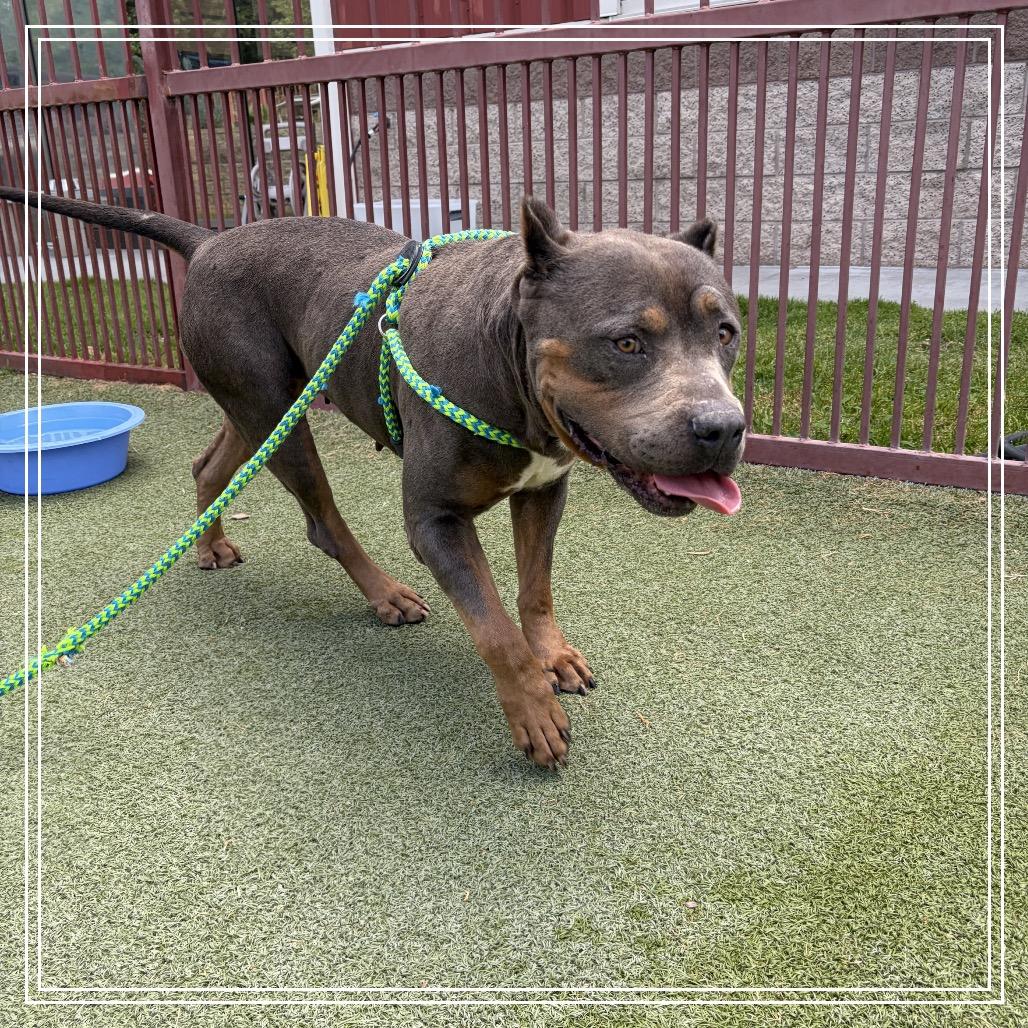 Enlarge KOVA, a Adoptable Cane Corso in Upland, CA image 5/6