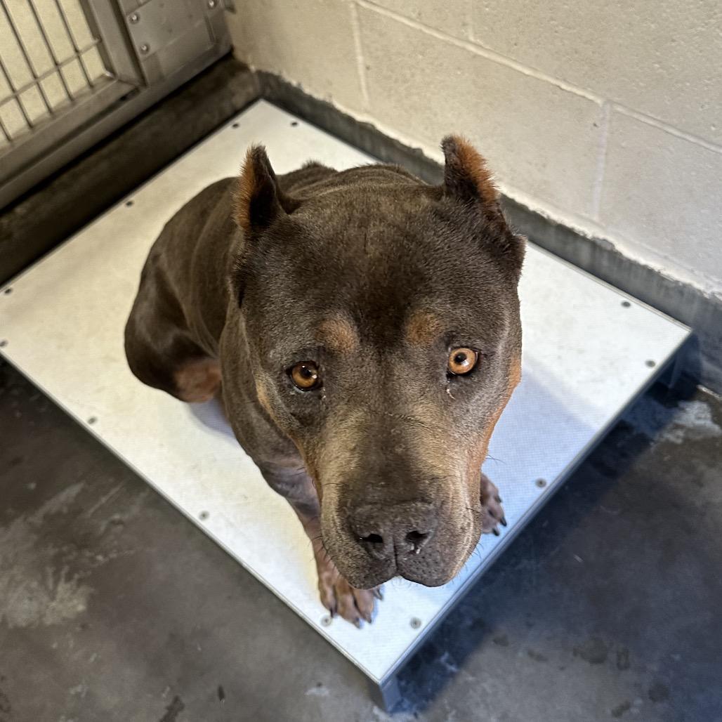 Enlarge KOVA, a Adoptable Cane Corso in Upland, CA image 6/6