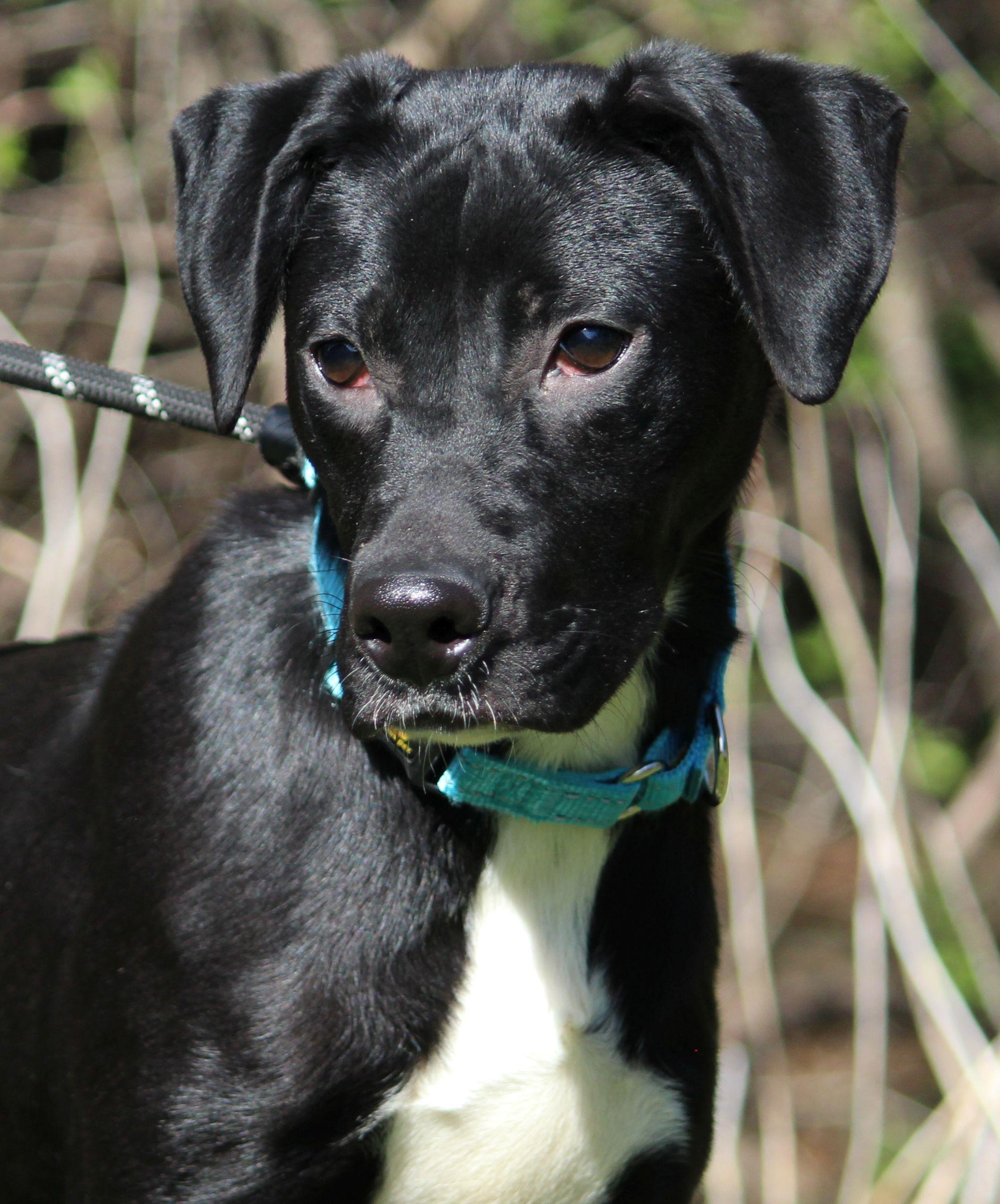Enlarge Carlos, a ADOPTABLE Mixed Breed in Portage, WI image 4/4