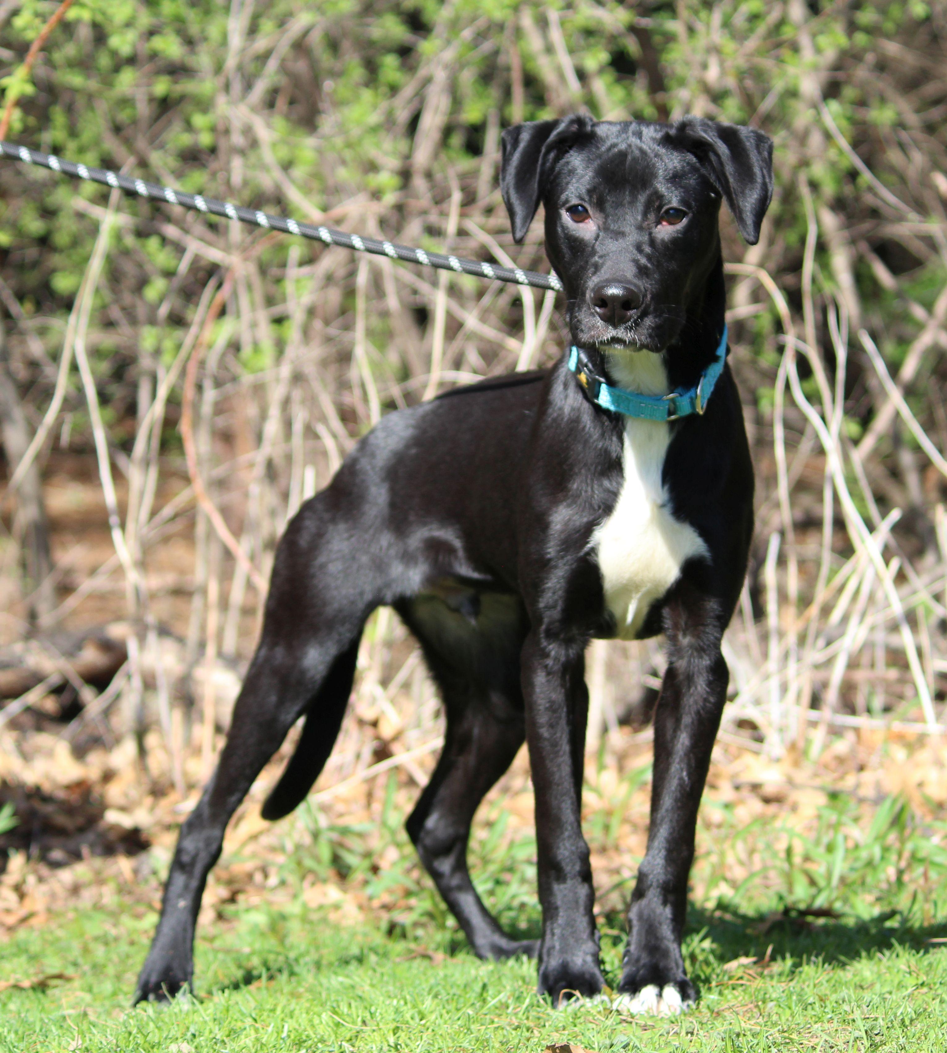 Enlarge Carlos, a ADOPTABLE Mixed Breed in Portage, WI image 1/4