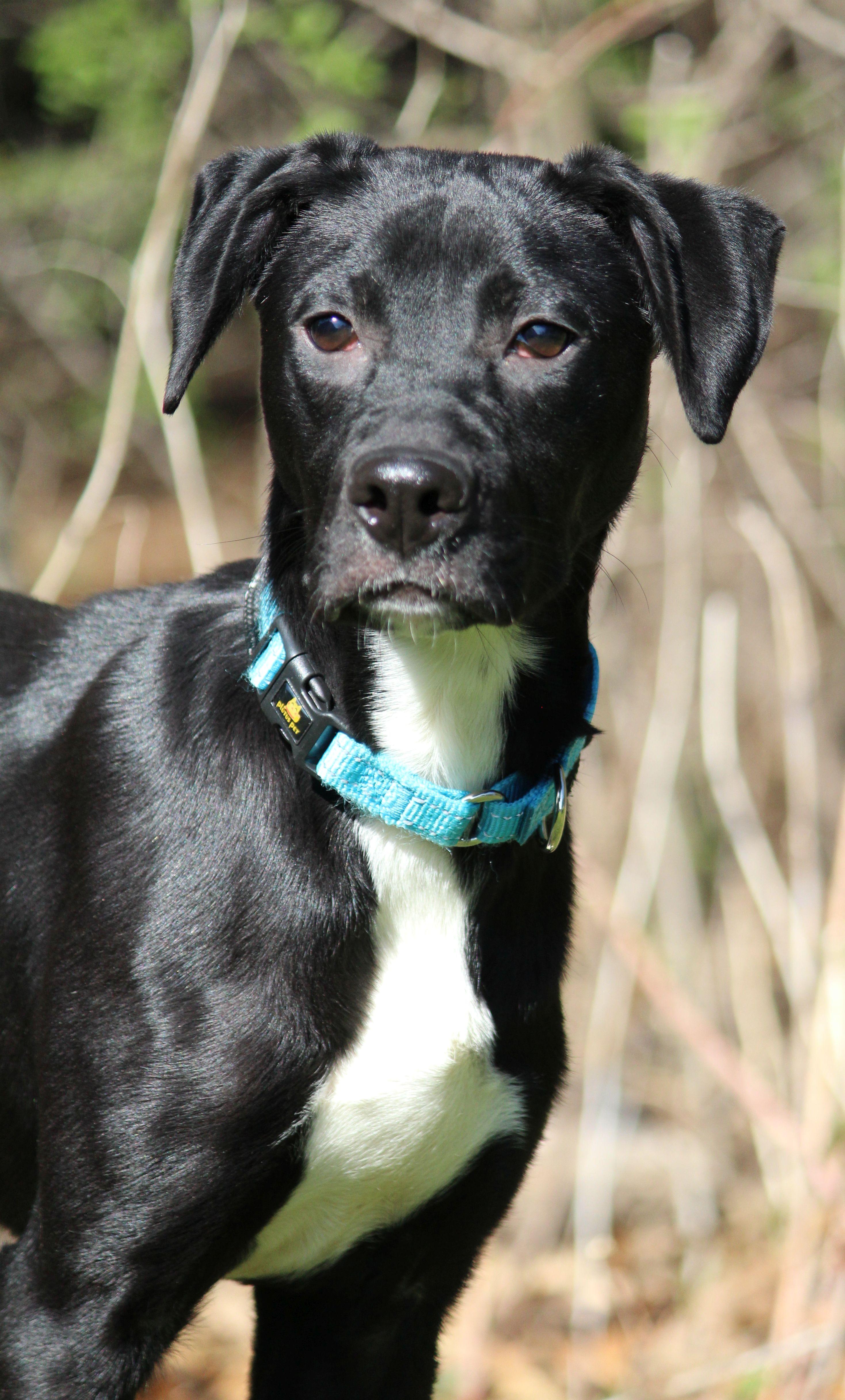 Enlarge Carlos, a ADOPTABLE Mixed Breed in Portage, WI image 3/4