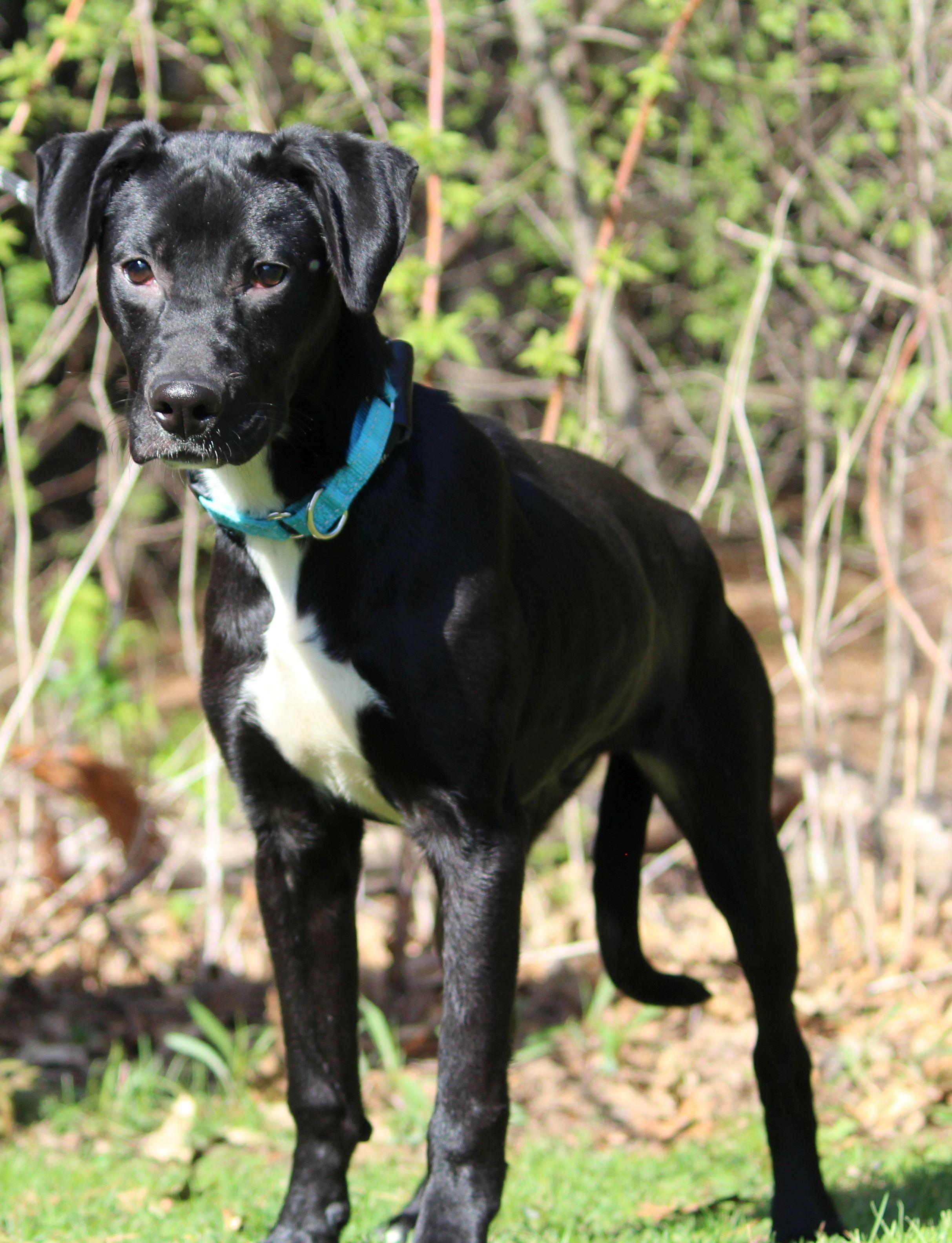 Enlarge Carlos, a ADOPTABLE Mixed Breed in Portage, WI image 2/4