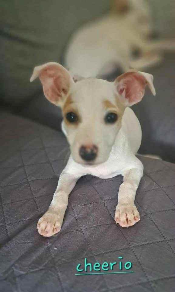 Cheerio and Bagel, a Adoptable mixed breed in Brattleboro , VT image 1/5