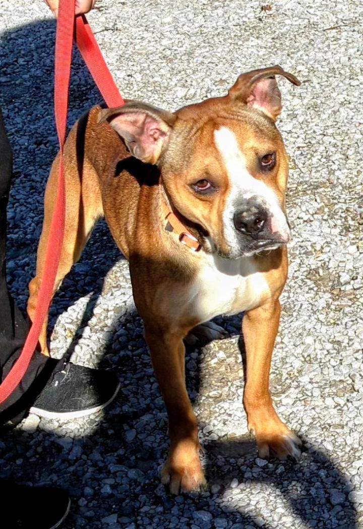 Enlarge Whispy, an adopted mixed breed in Sunbright, TN image 2/3