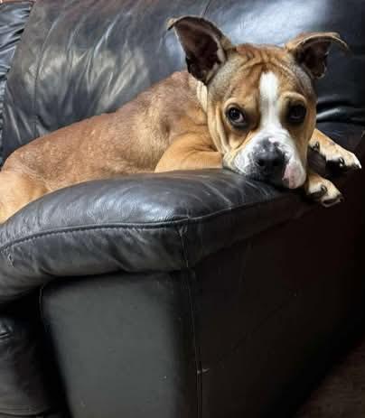 Whispy, adopted, Adult Male Bulldog & Boxer.