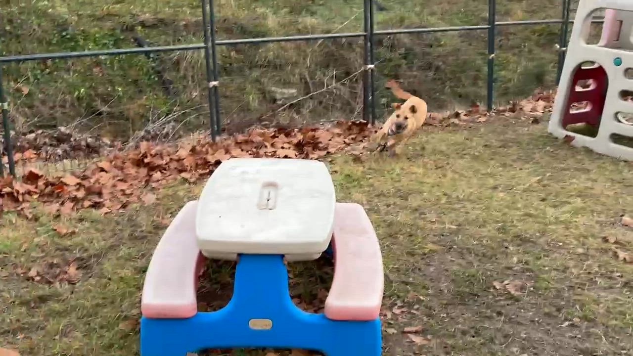 Enlarge Whispy, an adopted mixed breed in Sunbright, TN video 3/3