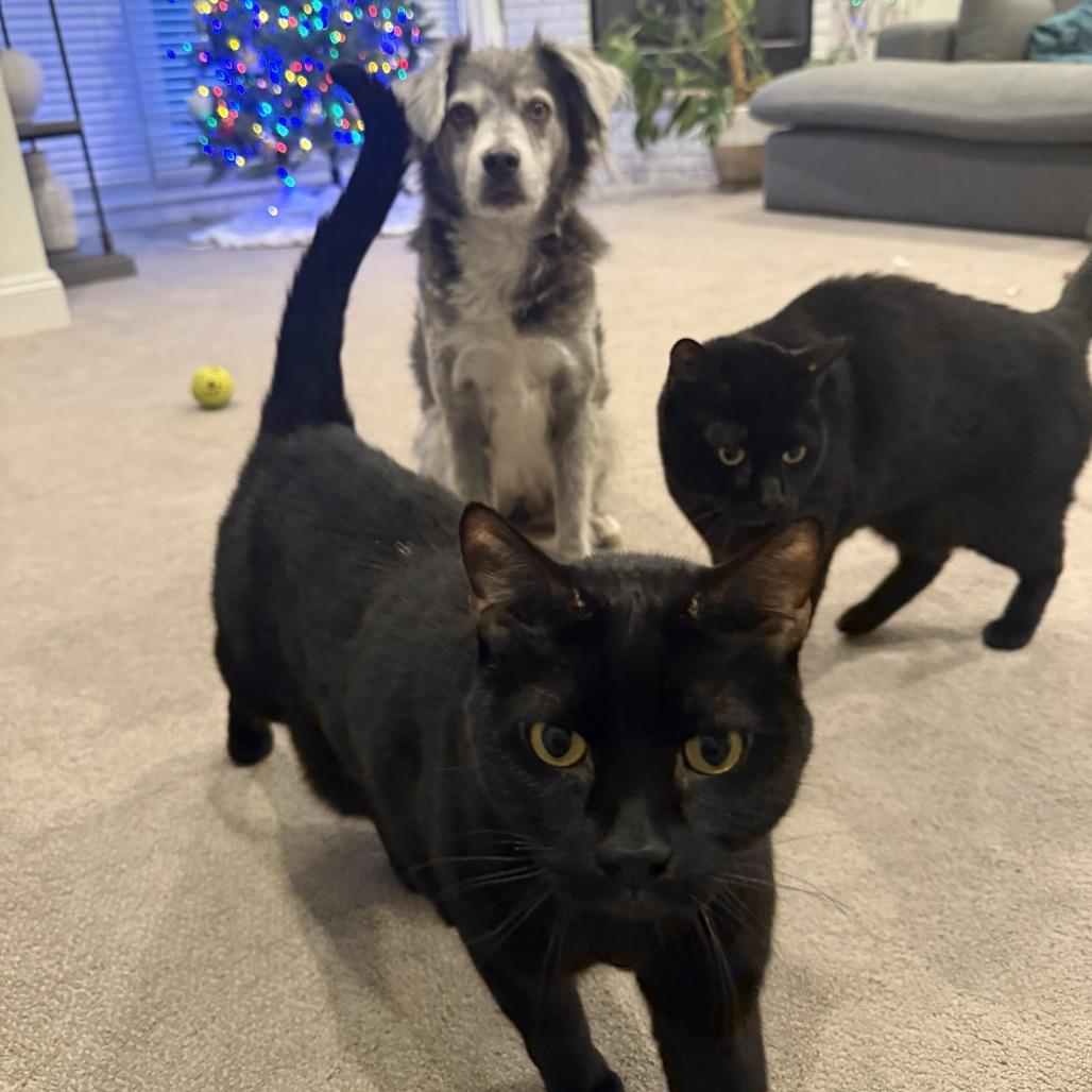 Fat Cat & Soft Cat - We're a bonded pair!, Adoptable, Adult Male Domestic Short Hair.