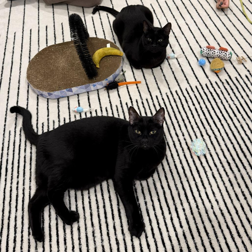 Enlarge Fat Cat & Soft Cat - We're a bonded pair!, a Adoptable Domestic Short Hair in Chicago, IL image 2/6