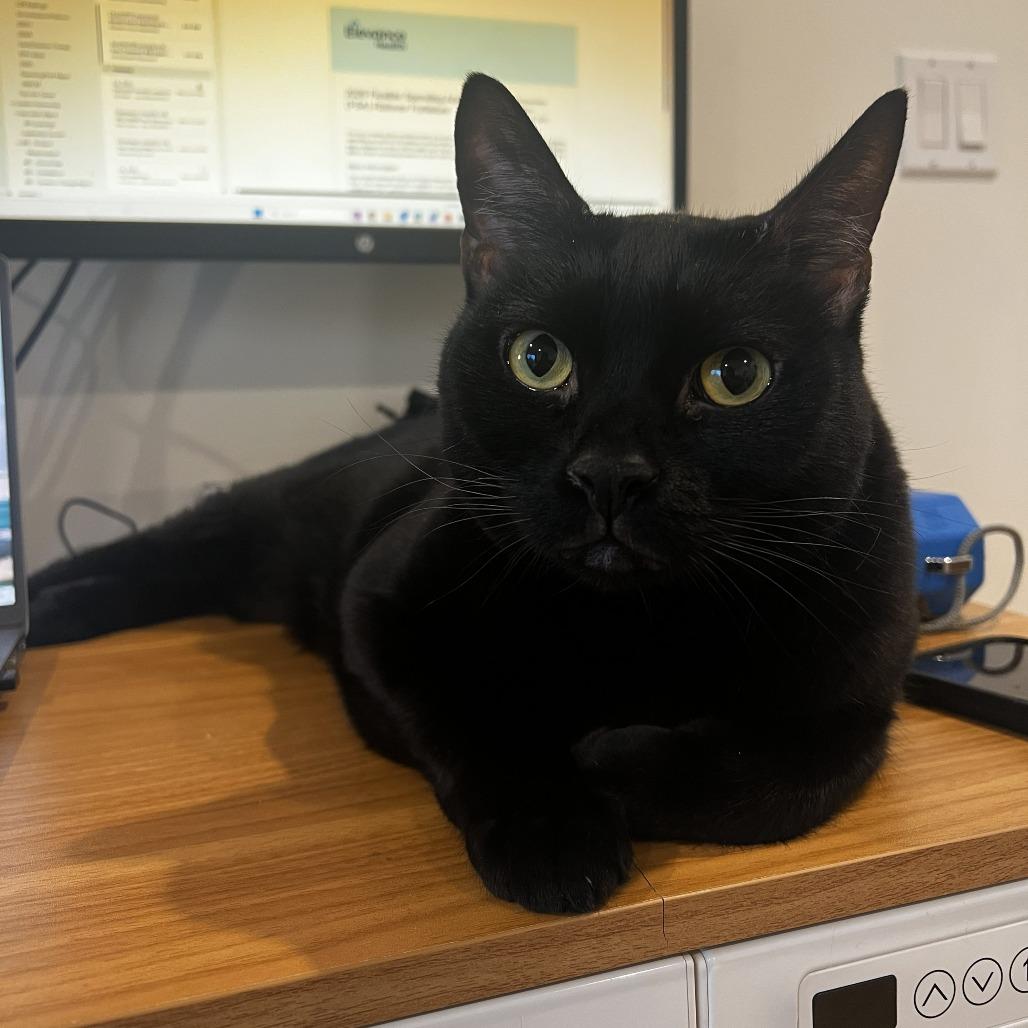 Enlarge Fat Cat & Soft Cat - We're a bonded pair!, a Adoptable Domestic Short Hair in Chicago, IL image 4/6