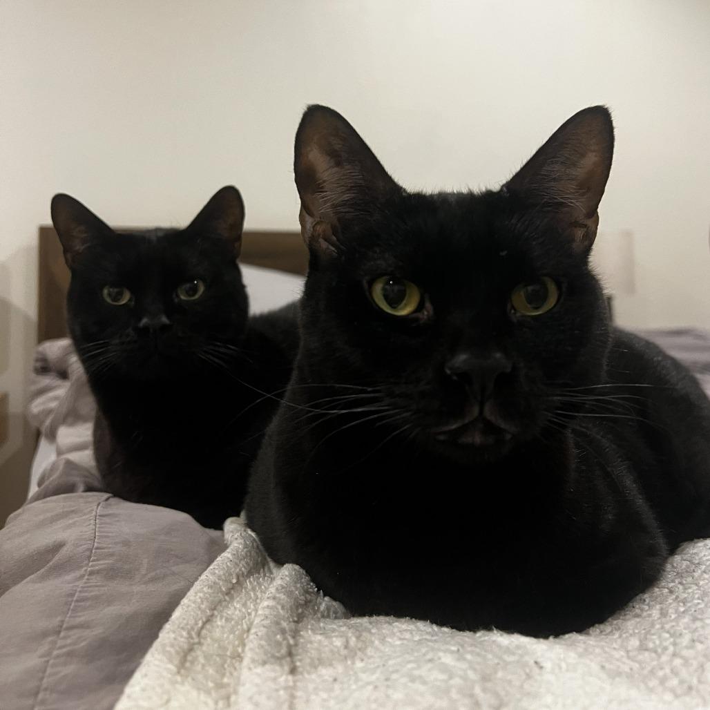 Enlarge Fat Cat & Soft Cat - We're a bonded pair!, a Adoptable Domestic Short Hair in Chicago, IL image 5/6