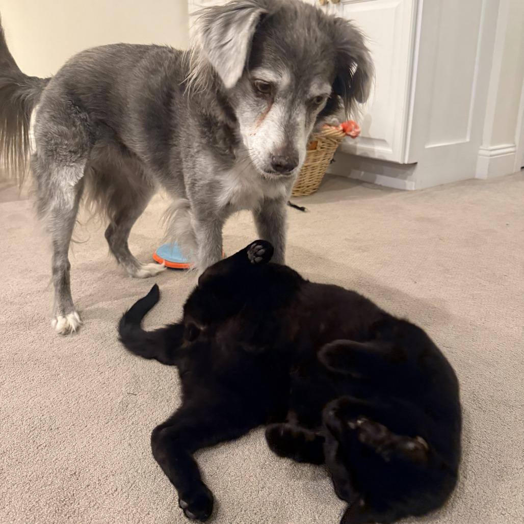 Enlarge Fat Cat & Soft Cat - We're a bonded pair!, a Adoptable Domestic Short Hair in Chicago, IL image 6/6