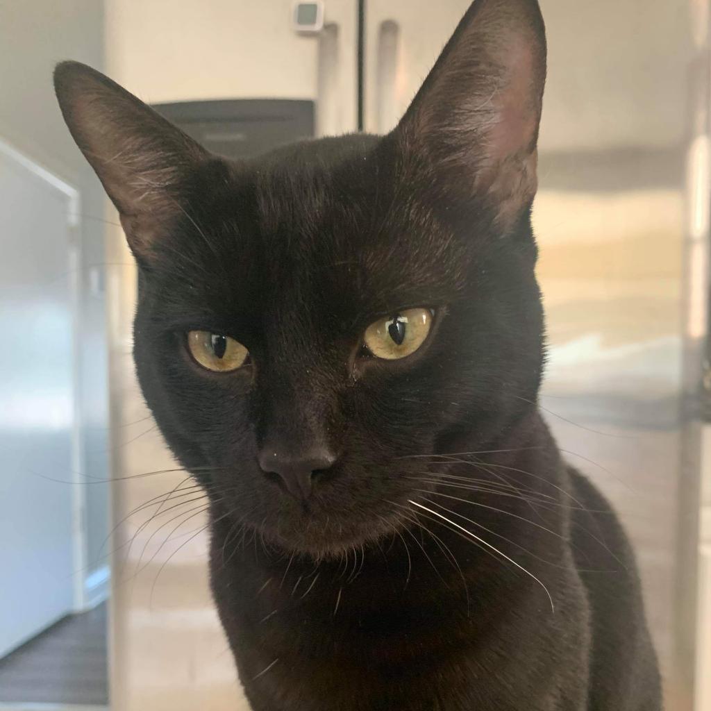 Fat Cat & Soft Cat - We're a bonded pair!, Adoptable, Adult Male Domestic Short Hair.